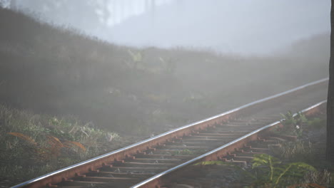 empty-railway-goes-through-foggy-forest-in-morning